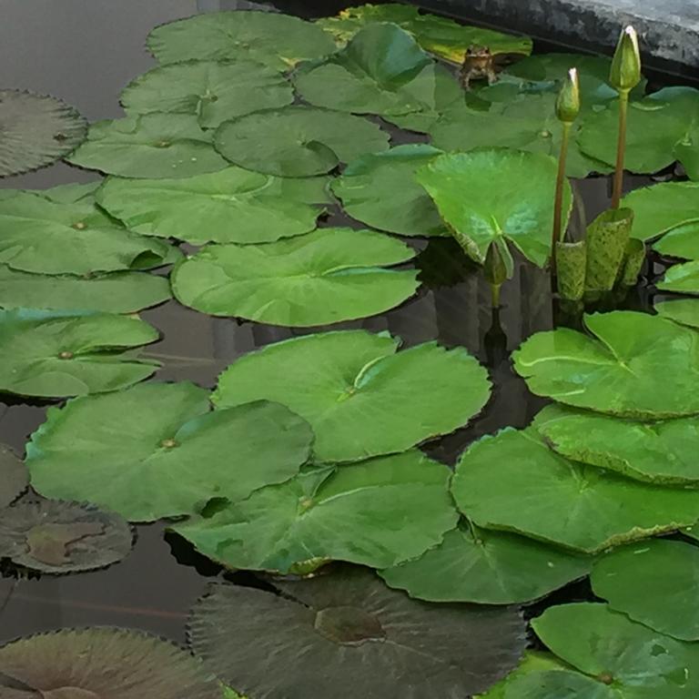 The Home Chiangmai Luxury Guesthouse Чиангмай Екстериор снимка